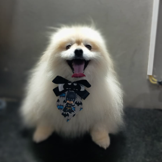 Pet Feliz