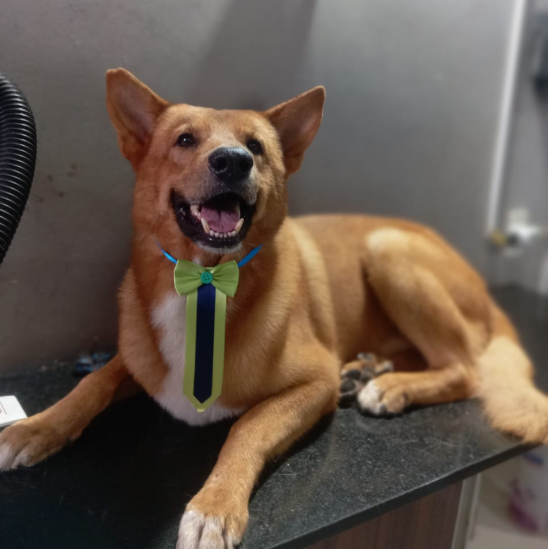 Pet Feliz